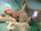White tiger cubs at the MGM Mirage.
