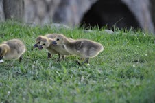 DSC_0379.JPG
