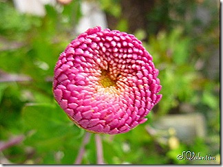 P1190045 P1190045