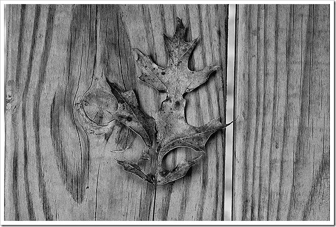 leaves-public-domain-pictures-1 (11) leaves-public-domain-pictures-1 (11)
