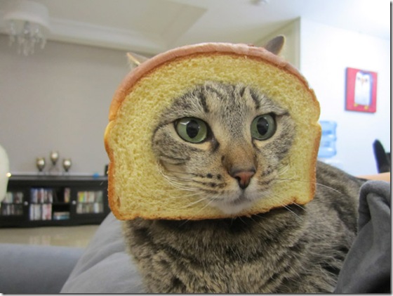 breaded-cats-14