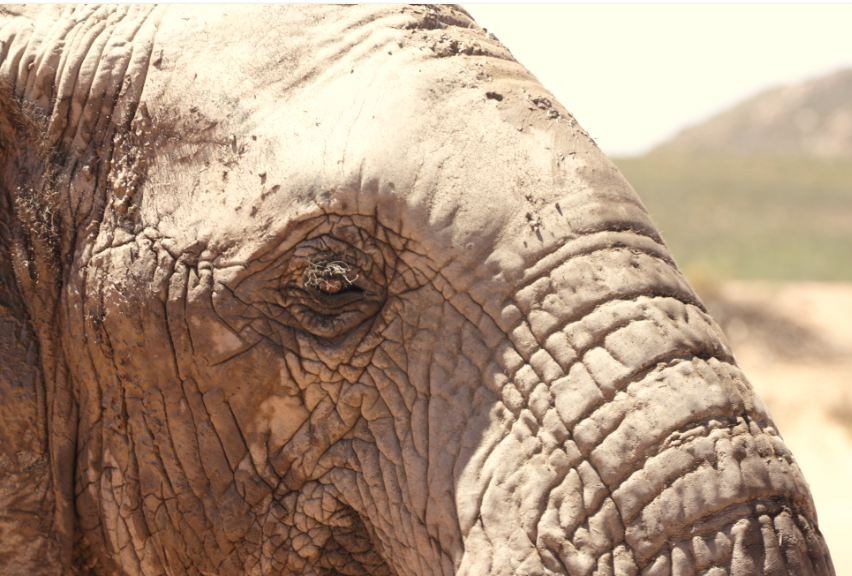 [elephant%2520eye%255B3%255D.jpg]