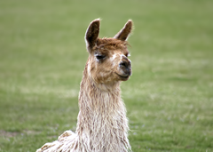 Llama Exotic Game Farm Spring2