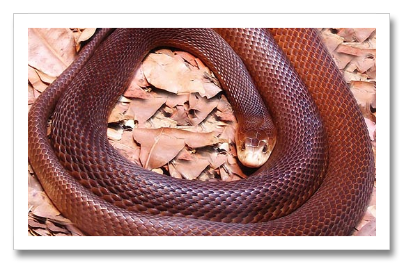 Australia Deadliest Snake Coastal Taipan
