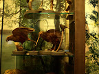 Dead kiwis? No! I wants to see a life one.