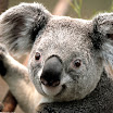 Koala.jpg
