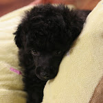 dog620-4.jpg