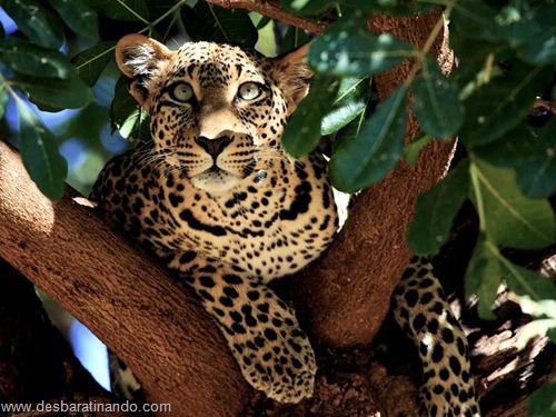 animais national geographic desbaratinando (24) animais national geographic desbaratinando (24)