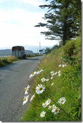 verge with daisies
