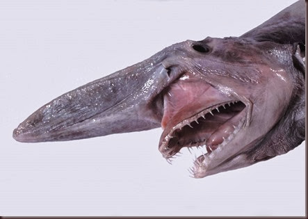 Amazing Animal Pictures Goblin Shark (3)