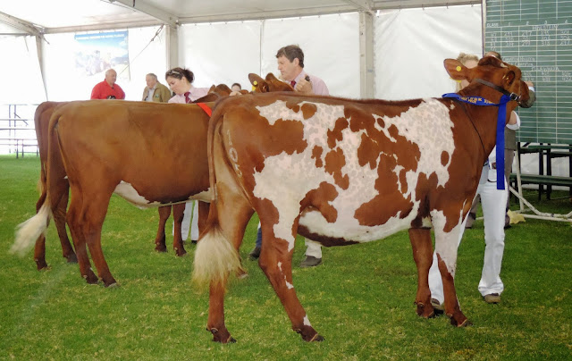 Altmann Family with 18month heifer and Reserve Juvenile Champion winner Blackwood Park Jean 37..jpg