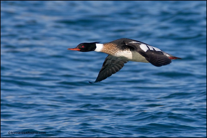 [red-breasted-merganser-male-flying_3262%255B3%255D.jpg]