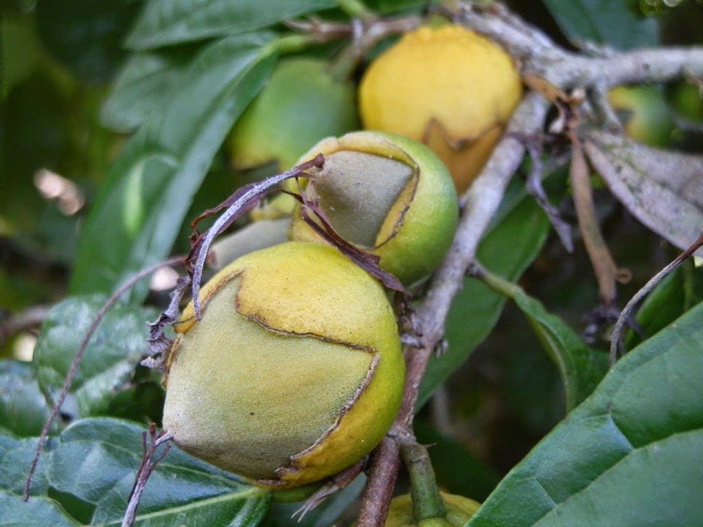 [Quararibea%2520funibris%2520%25284%2529%255B3%255D.jpg]