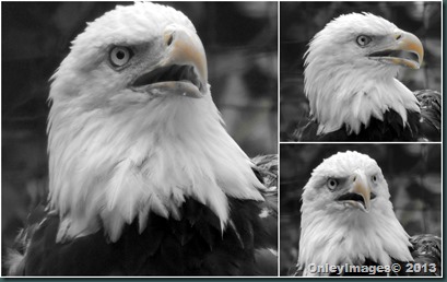 eagle collage2