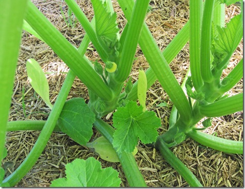 Sundance female flowers