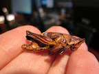 Would you eat this wholesome, organically raised, low calorie, high protein snack?