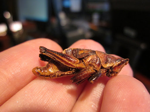Would you eat this wholesome, organically raised, low calorie, high protein snack?