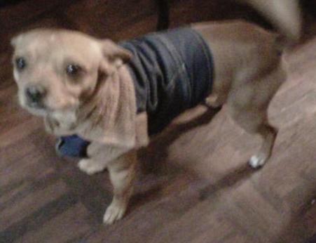 boby perdido.JPG