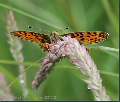 Small-Pearl-bordered-Fritillary