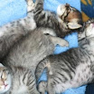 I cuccioli di Bijoux.JPG