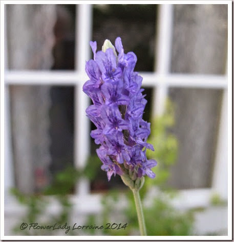 08-27-lavendula-pinnata