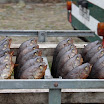 20110910_9455.JPG
