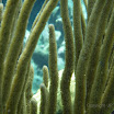  Snorkel Buck Island Reef 