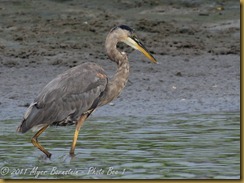 GBH D7K_0557 July 24, 2011NIKON D7000