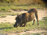 We also saw lots of warthogs on this trip. Our principal Moses says they're the laziest animals because they walk around on their knees to eat the grass. Transition to Madagascar - 049.jpg