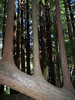california_sequoia