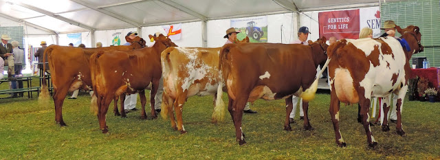 Cow 4 yrs old, in milk. NW & MH Mueller, Glenhaven Little Princess 10.jpg