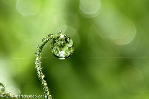 gotas de agua em macro desbaratinando (1) gotas de agua em macro desbaratinando (1)