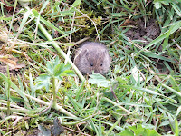 DSCF0435.JPG