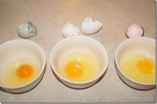 Egg Yolk Comparison - Backyard Chickens Egg Yolk Comparison - Backyard Chickens