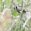Pintassilgo - carduelis carduelis