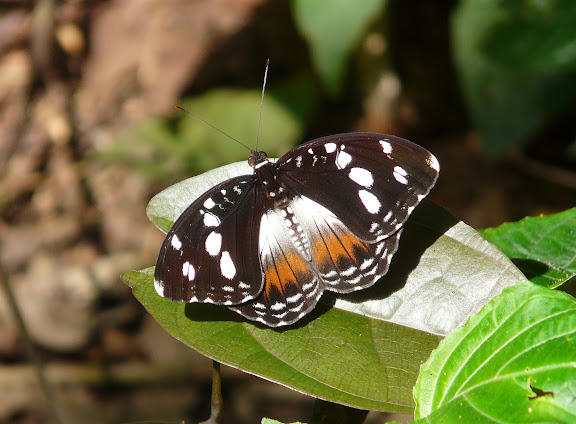 Aterica galene BROWN, 1776, femelle. Atewa Hills (Ghana), 27 décembre 2009. Photo : J. F. Christensen