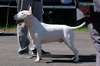 Together Dogs Across Sam