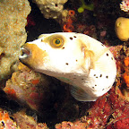Black-spotted puffer (Bangka Island)