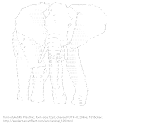 [AA]Elephant (Animal)