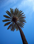 Palm tree Palm tree