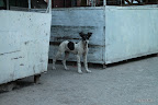 Stray dog on Osh Bazaar