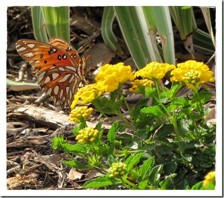 IMG_3223 IMG_3223