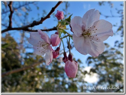 hanami6 hanami6