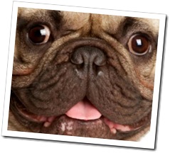 Cão braquicéfalo Cão braquicéfalo