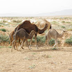 Tunesien-04-2012-082.JPG