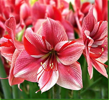 Amaryllis Fantasy