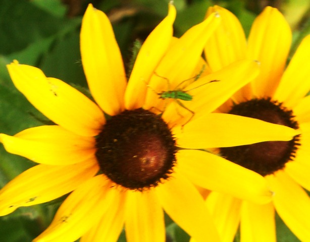[Garden11%255B3%255D.jpg]