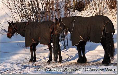 alf-ardvinna-23jan_01