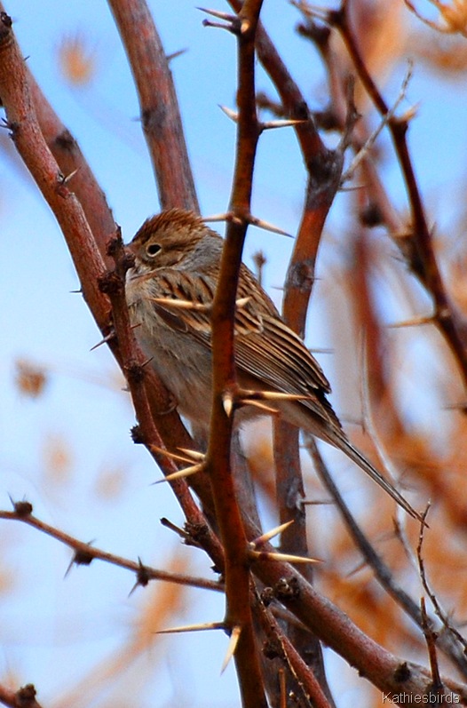[18.%2520sparrow-kab%255B5%255D.jpg]