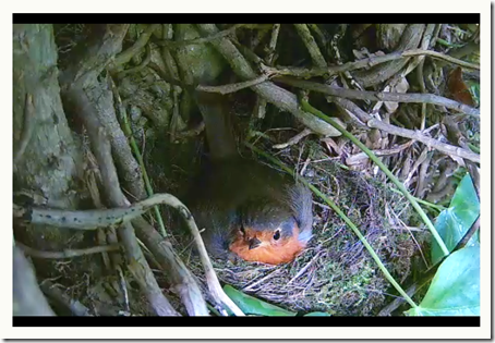 Robin on Nest